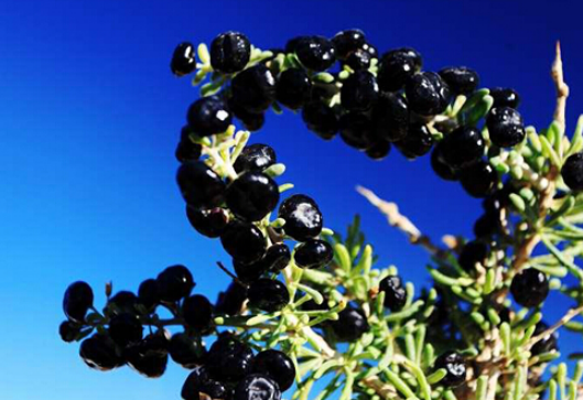 1542613600469676.png blob.png